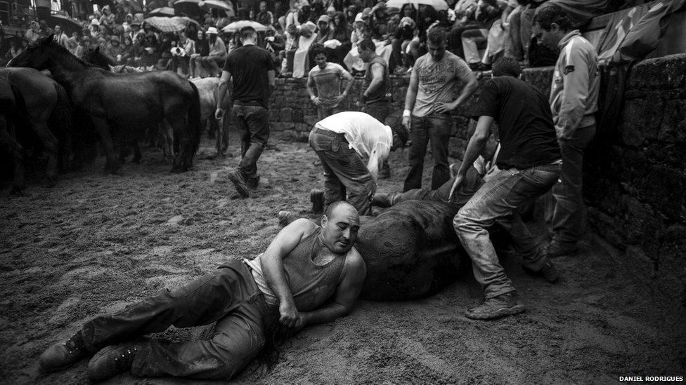 The horses' manes and tails are cut by a team of four people