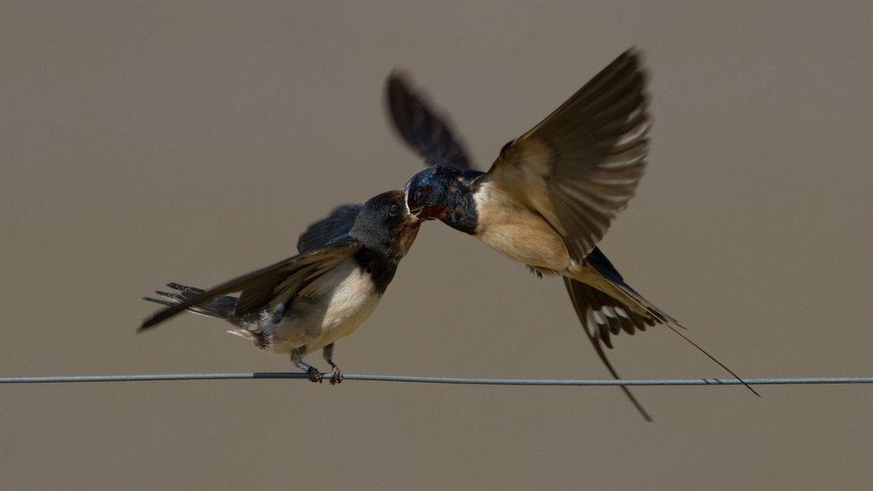 swallows