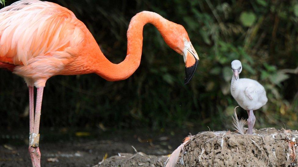 Flamingo and a chick