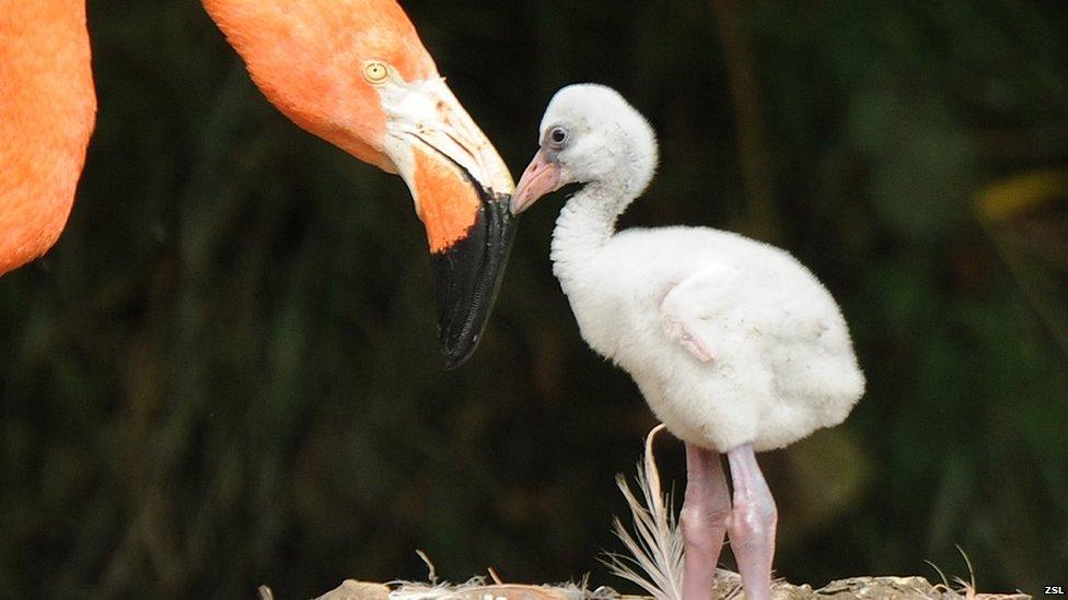 Flamingo and a chick