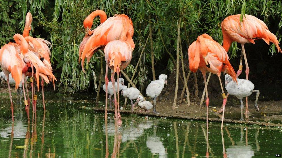 Flamingo and a chick