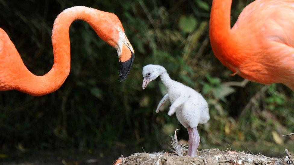 Flamingo and a chick