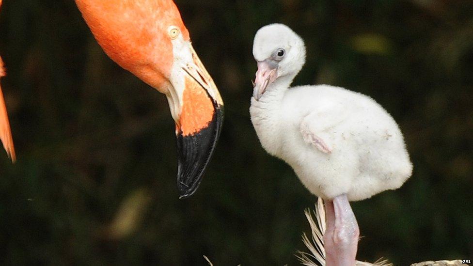 Flamingo and a chick