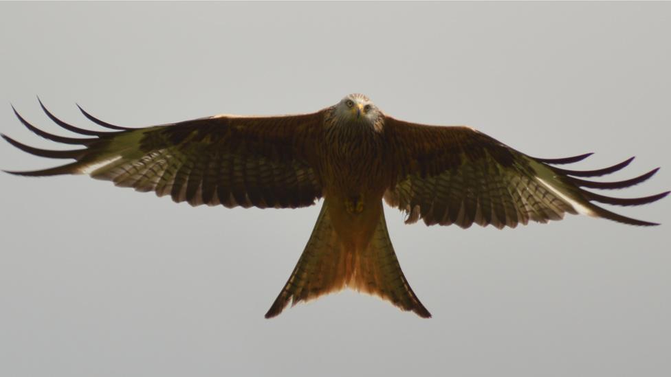 Red kite