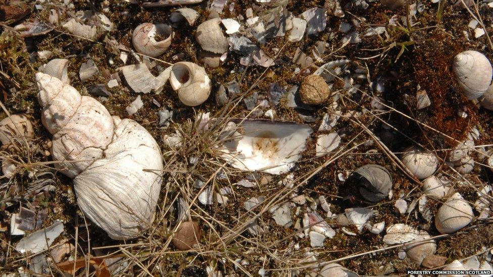 Shell midden at Culbin