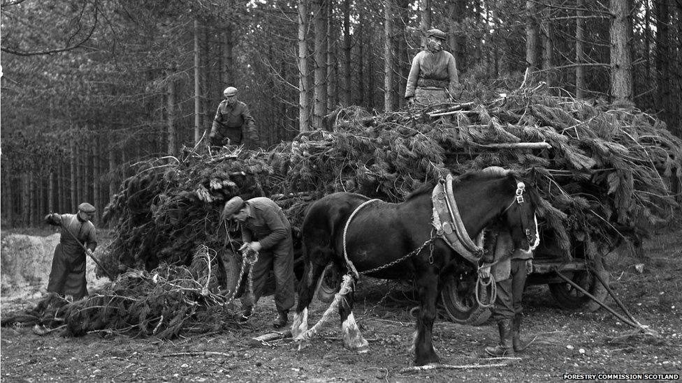 Forestry work at Culbin