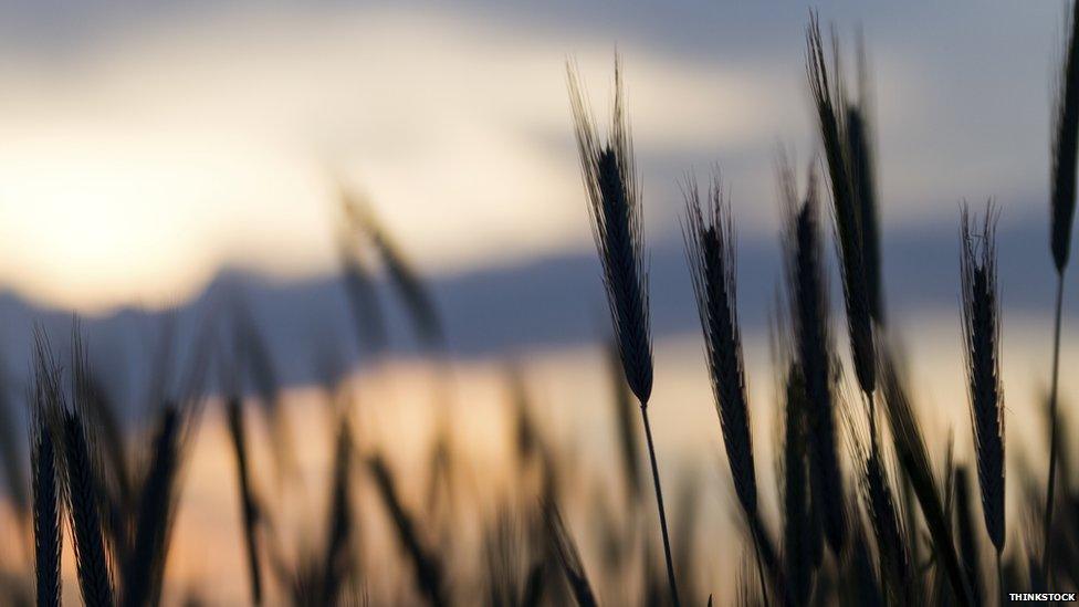 Grain crop