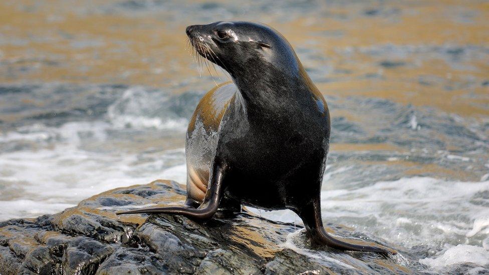 Antarctic fur seal