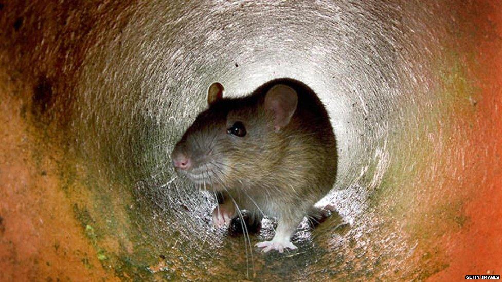 Brown rat in a drain pipe