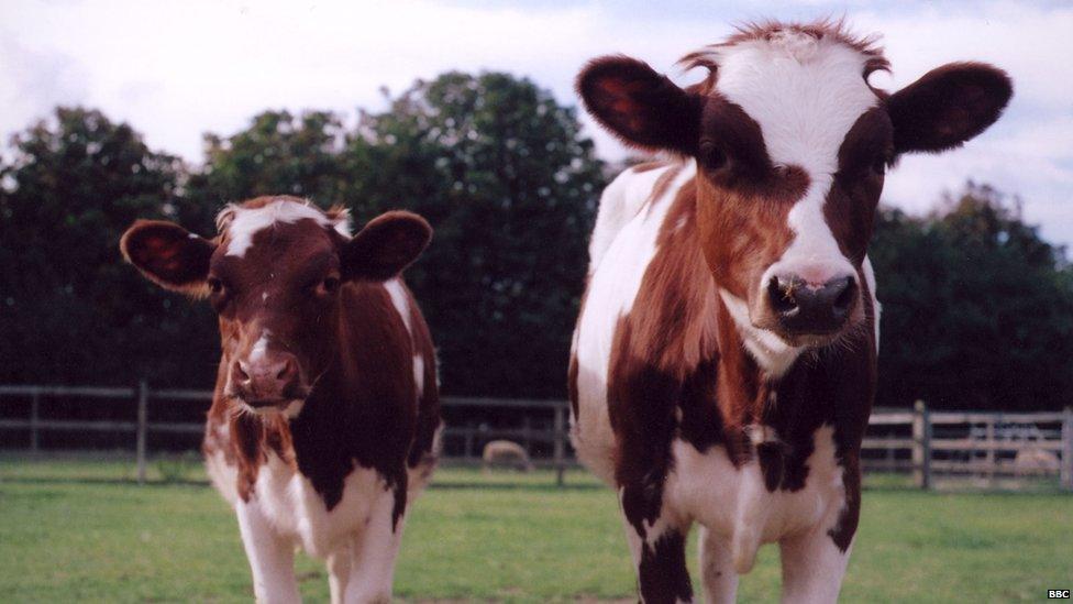 Two cows on a farm