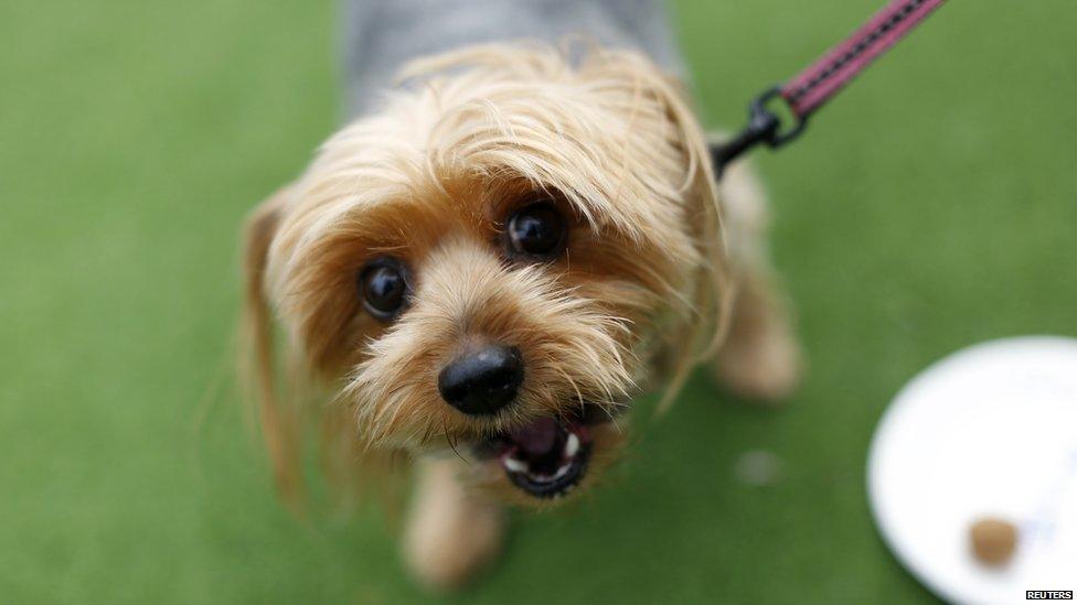 Yorkshire terrier