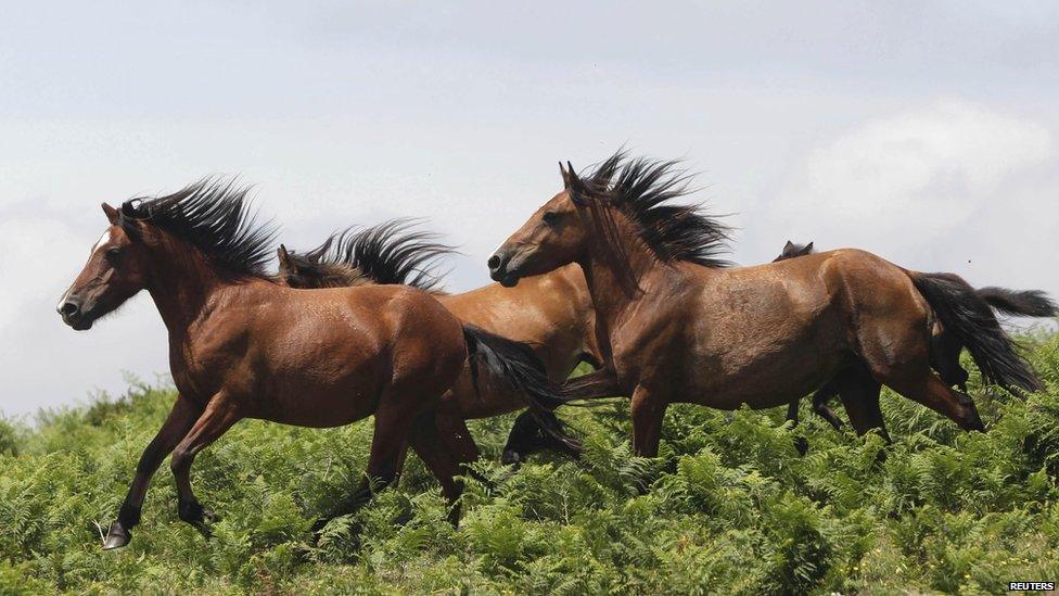 Two horses galloping through fields in Spain