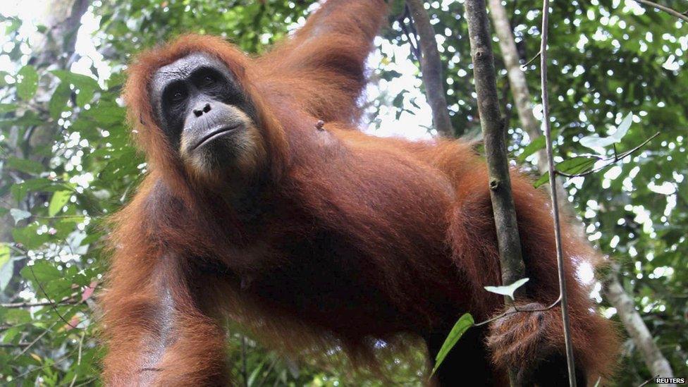 Female orang-utan hangs from tree