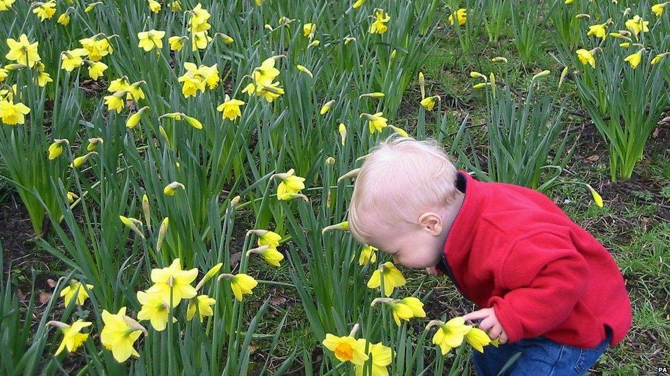 Toddler smelling daffodils