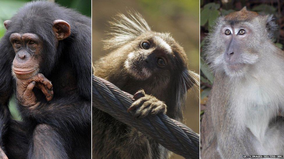 Chimpanzee, Marmoset and Macaque