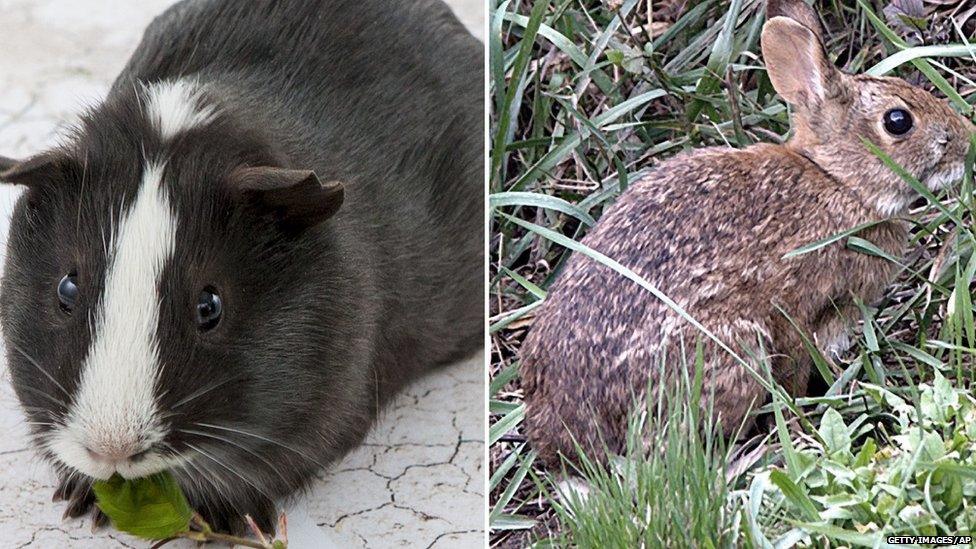 Guinea pig and rabbit