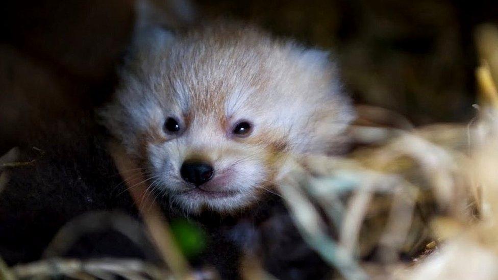 Red panda cub