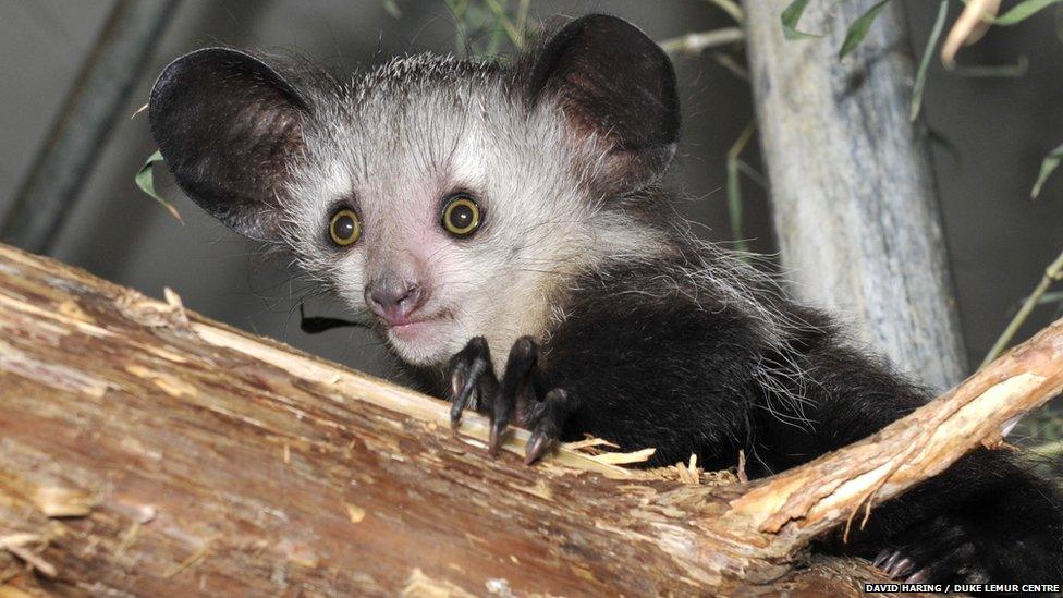 Baby aye-aye