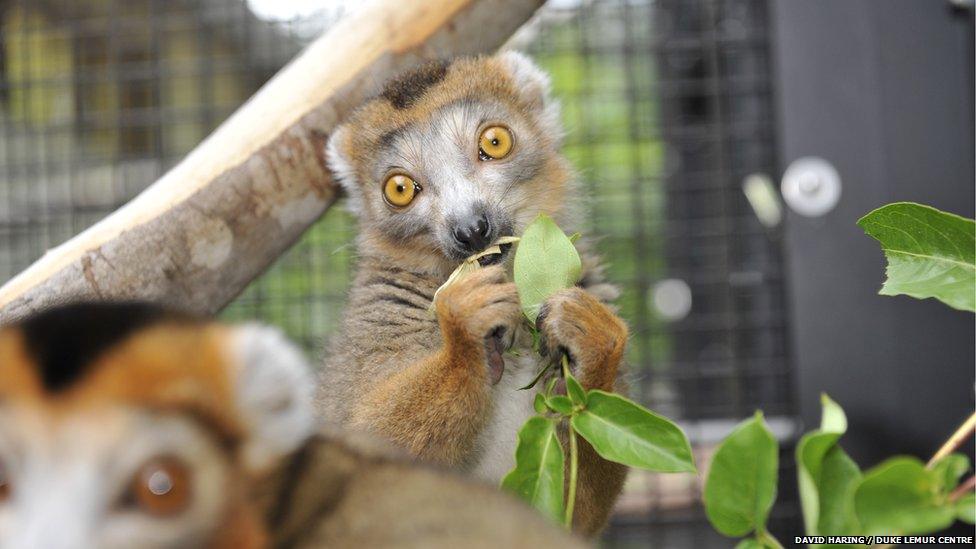 Crowned lemurs