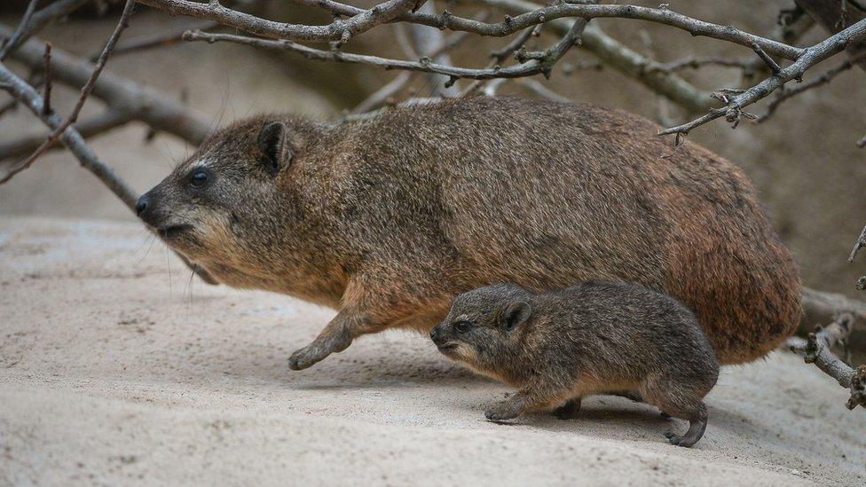 Rock Hyrax with its baby