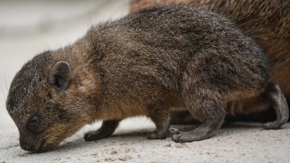 Baby Rock Hyrax