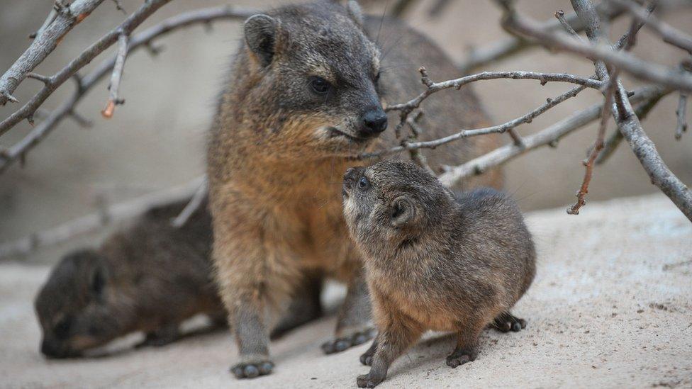 Rock Hyrax looks at its baby