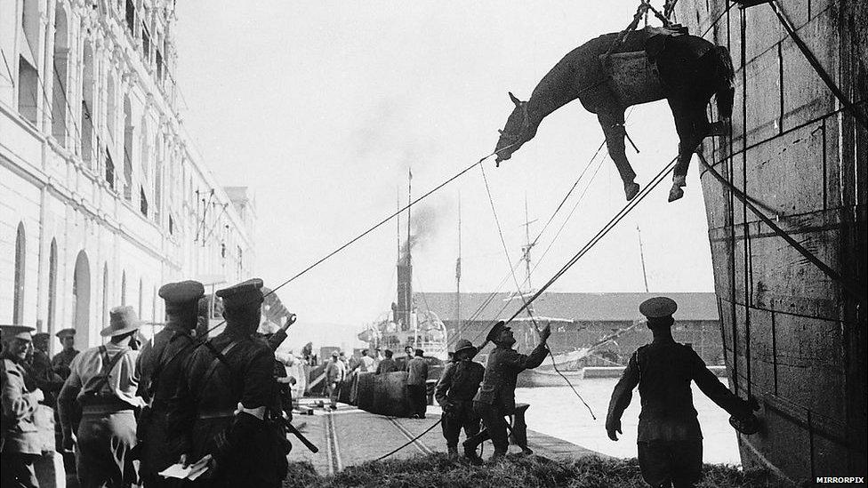 Cavalry horses lowered onto land in sling from ship