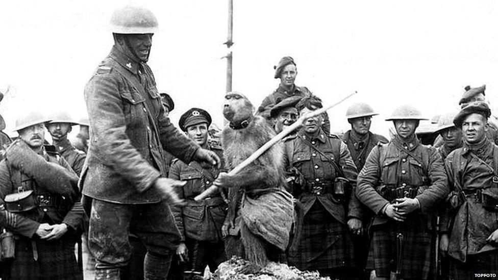 Jackie, the pet baboon of the South African Scottish Regiment