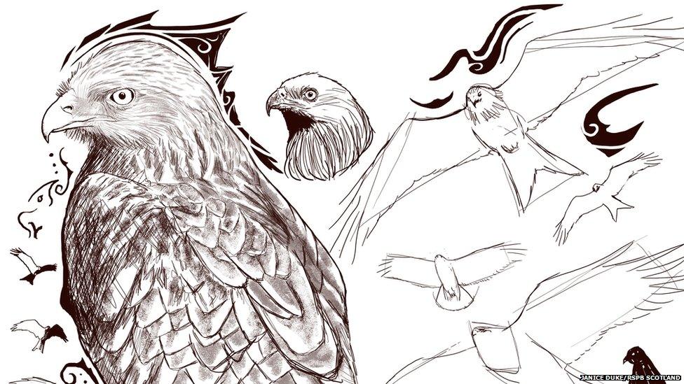 Red kite sketches