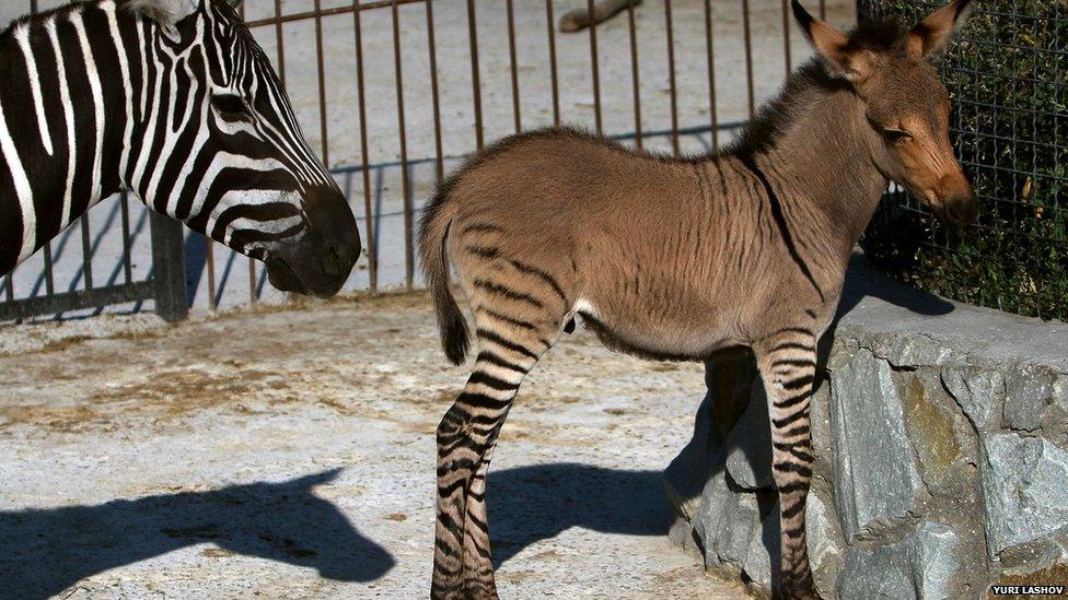 A hybrid of a zebra and a donkey stands with mother