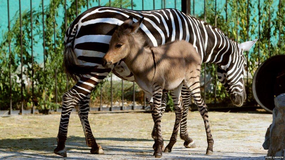 A hybrid of a zebra and a donkey plays with his mother