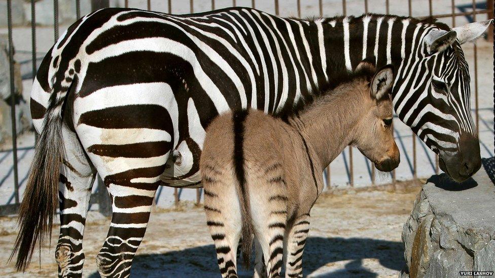 A hybrid of a zebra and a donkey with his mother