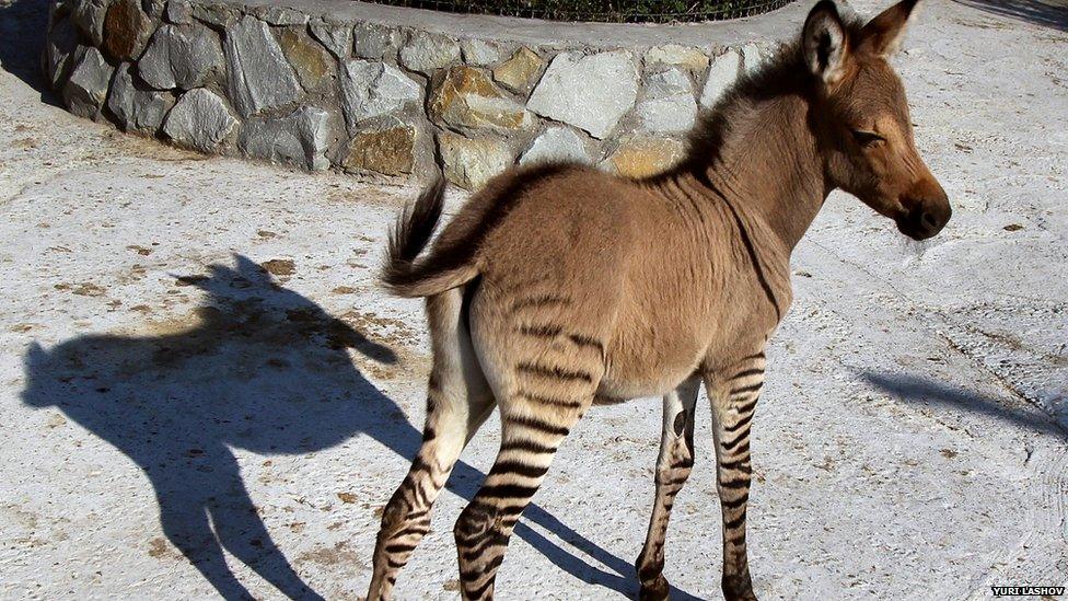 A hybrid of zebra and a donkey stands at a zoo