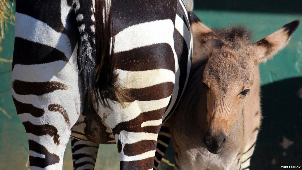 A hybrid of a zebra and a donkey stands with mother