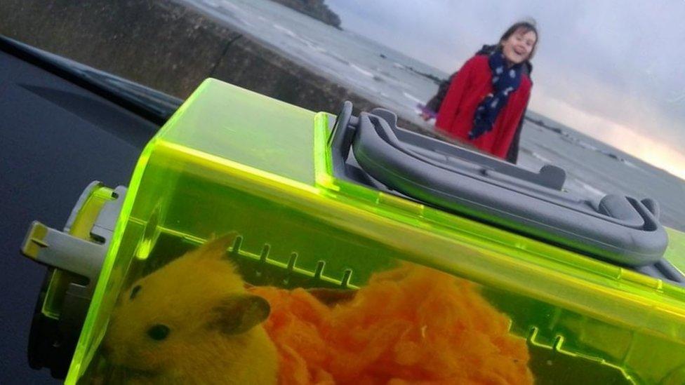 a little hampster in a cage, with a girl in the background