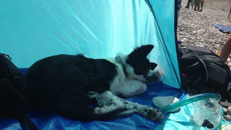 A dog asleep in a tent on the beach