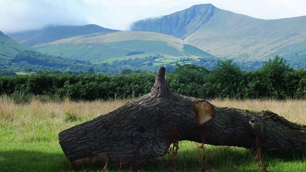 An old tree trunk in front of Pen y fan