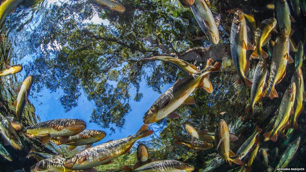 Stunning colours and an unusual perspective make this shot of a piraputangas shoal in the waters of Brazil stand out from the crowd