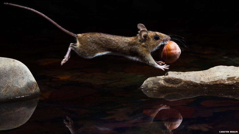 Barely able to carry his prize this yellow necked mouse takes a flying leap to escape. Carsten Brun captured this awesome action shot