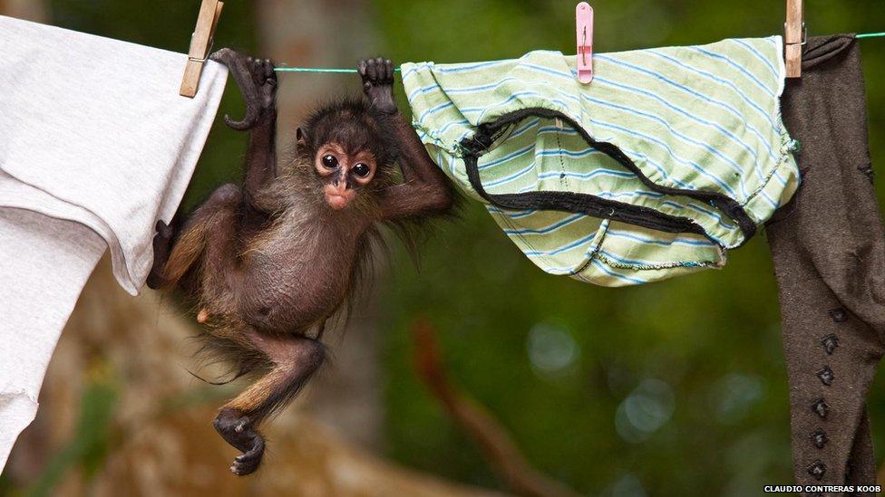 Hanging onto the washing line, this Central American Spider monkey faces an uncertain future, chillingly reflected in his very human expression. His mother has been killed to allow him to be sold for the pet trade, where he may well be discarded as he matures and becomes more active and difficult to control.