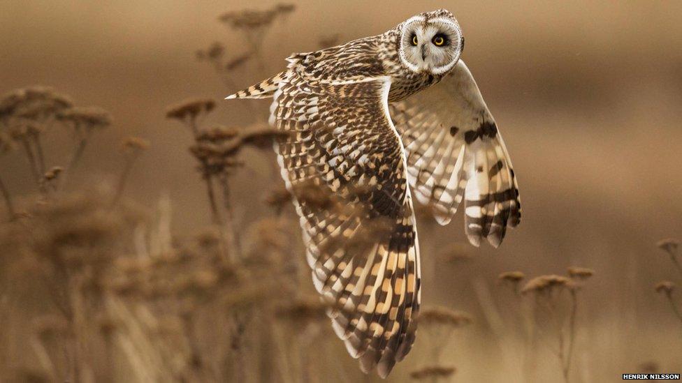 Casually looking over its shoulder, this short eared owl keeps watch for scavenging Northern Harriers as it hunts for food in Canada. It was hunting voles, and is one of the few species of owls which hunt in the daytime.