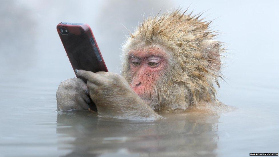 A tourist unwittingly lost his iPhone to this cheeky Japanese Macaque.