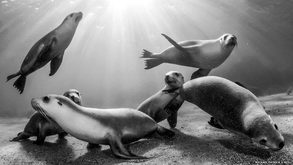 Playfully investigating the camera, these endangered Australian Seal Lions show their natural curiosity to photographer Michael O’Neil