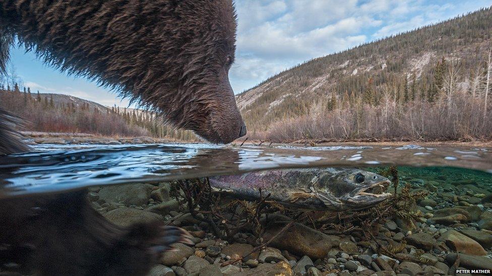 A lucky grizzly bear steals a cheeky free meal after finding this dead salmon drifting along in the lakes of Ni'iinlii Njik Park in Canada.