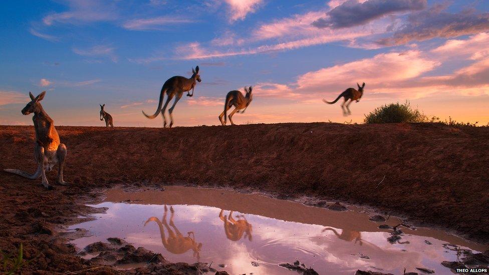 Leaping into the sunset, these red kangaroos leave the local waterhole in Sturt National Park, Australia