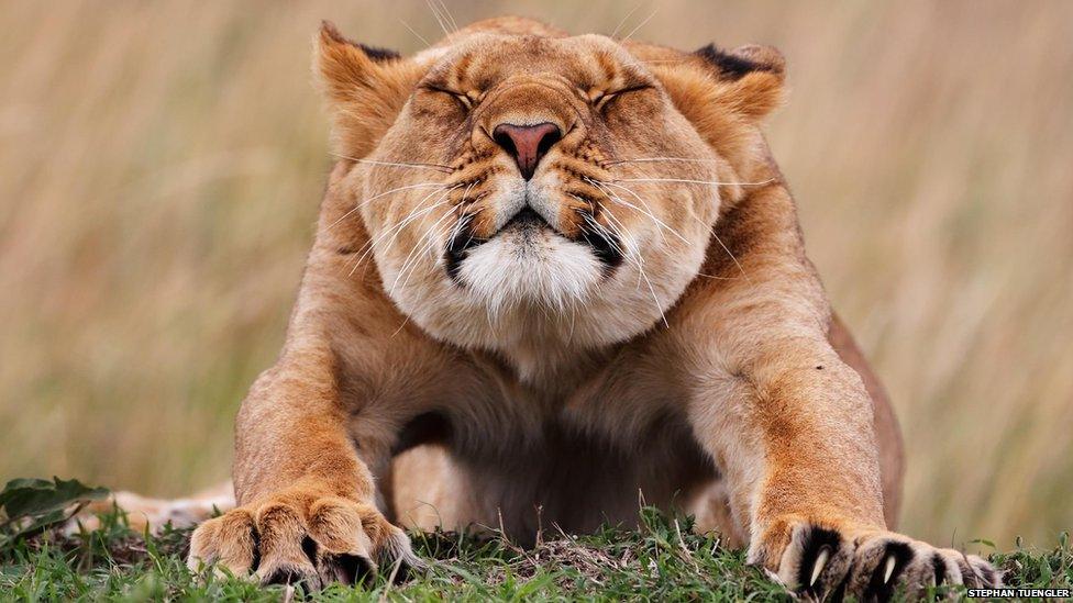 This young lioness is waking up before setting off to hunt in the Masai Mara in Kenya, with the rest of her pride.