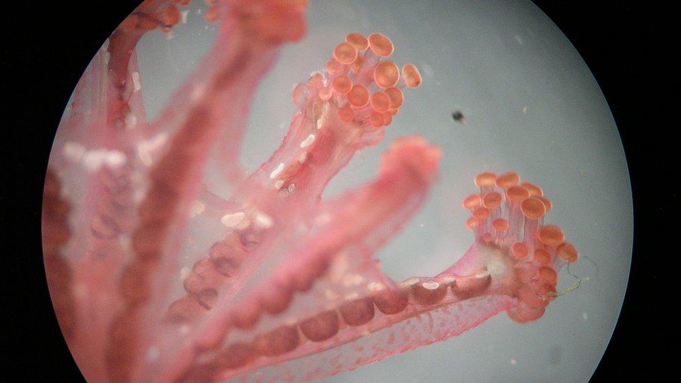 Rare stalked jellyfish