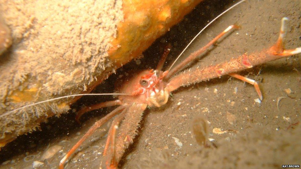 Long clawed squat lobster found in Porlock Bay