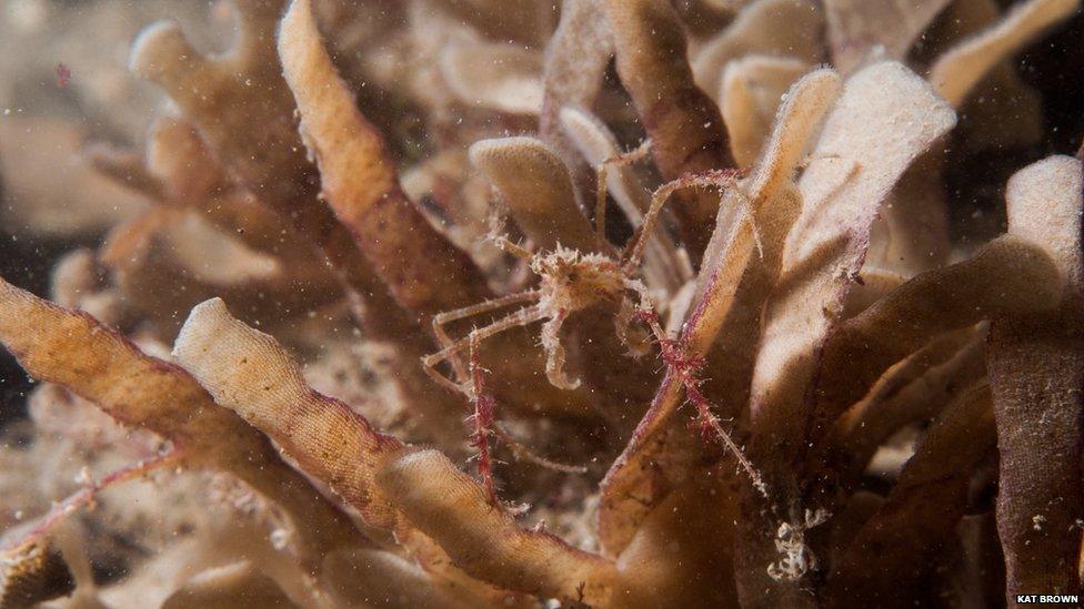 Long-legged spider crab