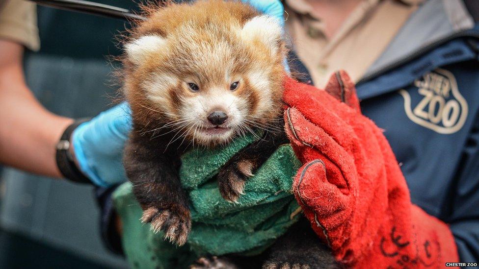 Red panda cub